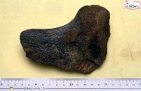 藏品(象尺骨)的圖片